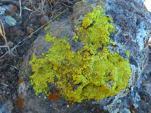 Image of cracked lichen