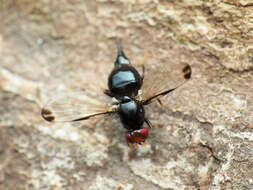 Image of Pseudoseioptera albipes (Cresson 1919)