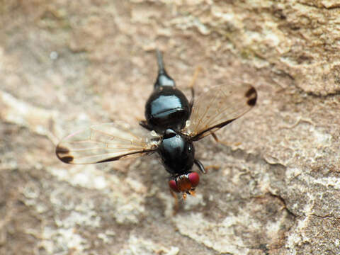 Image of Pseudoseioptera