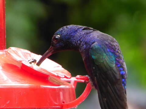 Image of Violet Sabrewing