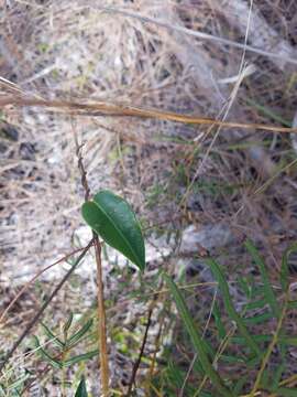 Echites umbellatus Jacq. resmi