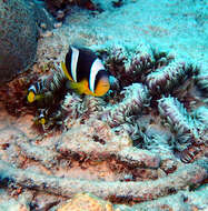 Image of Seychelles anemonefish