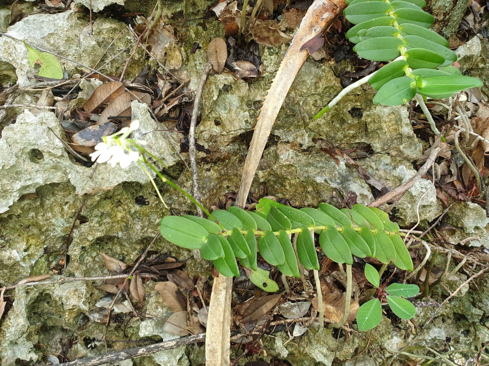 Imagem de Neobathiea spatulata H. Perrier