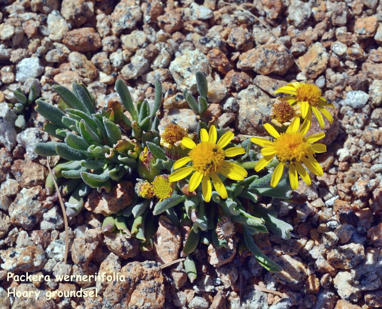 Image of hoary groundsel