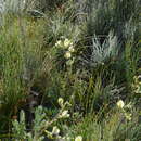 Sivun Oxytropis macrocarpa Kar. & Kir. kuva