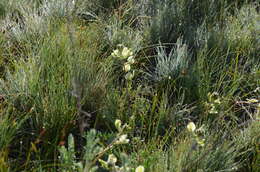 Plancia ëd Oxytropis macrocarpa Kar. & Kir.