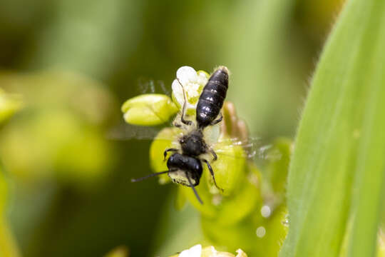 Image of Andrena anisochlora Cockerell 1936