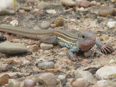 Image of Common Spotted Whiptail