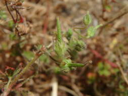 Imagem de Geranium pusillum L.