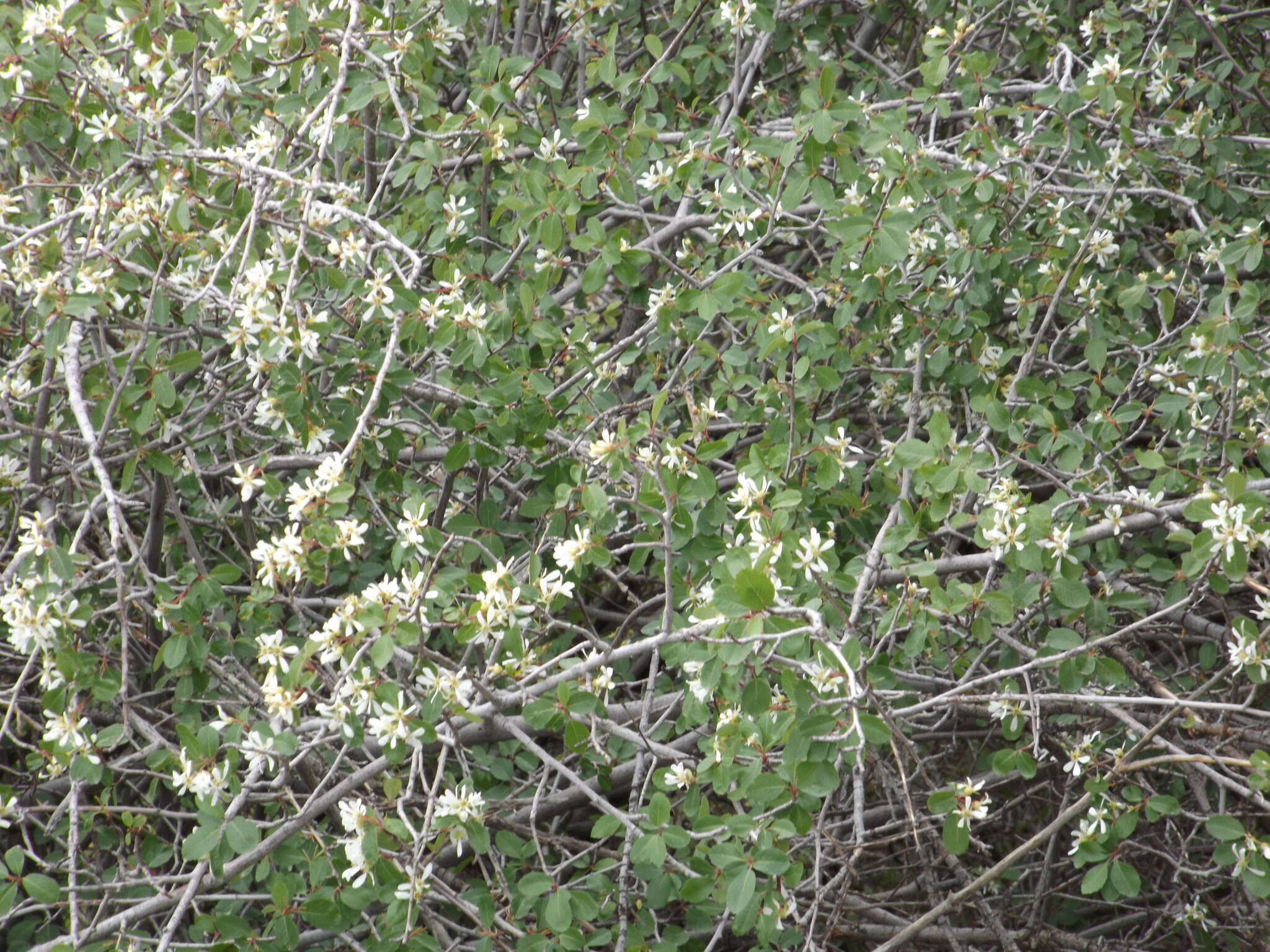 Image of Utah serviceberry