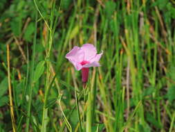 Image of Rhabdadenia madida (Vell.) Miers