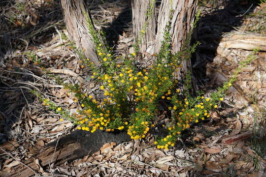 Image of Acacia lateriticola Maslin