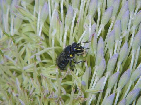 Imagem de Hylaeus alcyoneus (Erichson 1842)