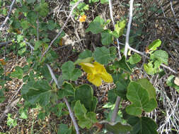 Image of California flannelbush