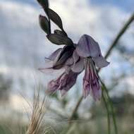 Imagem de Gladiolus pretoriensis Kuntze