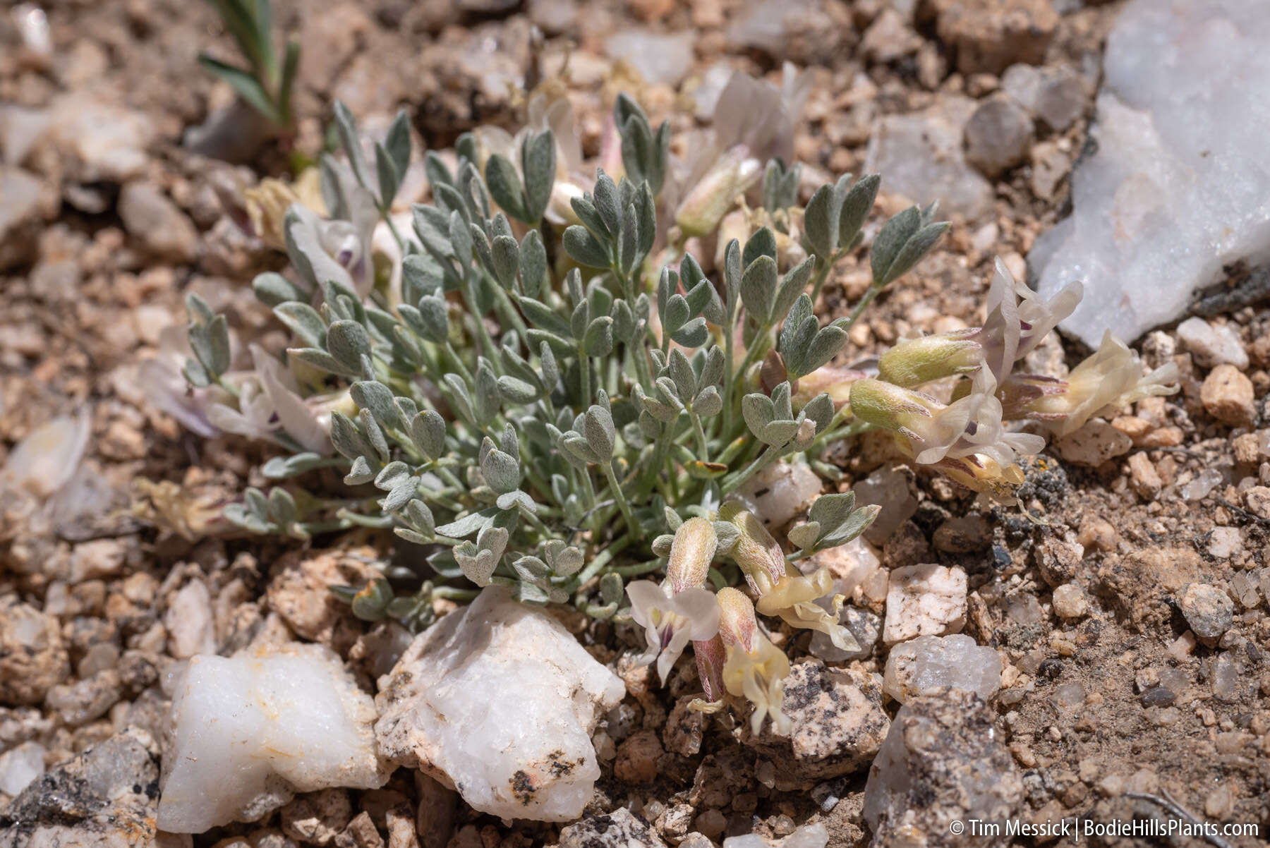 Sivun <i>Astragalus <i>calycosus</i></i> var. calycosus kuva