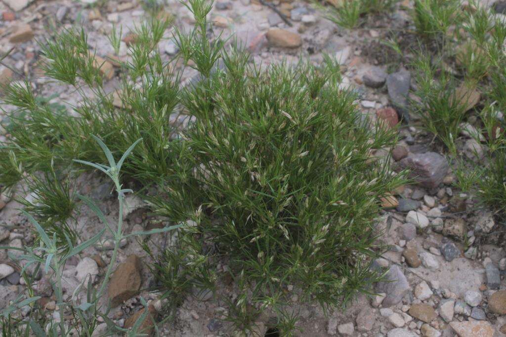 Image of shortleaf woollygrass