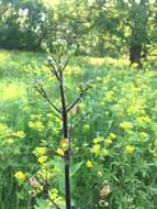 Image of American figwort