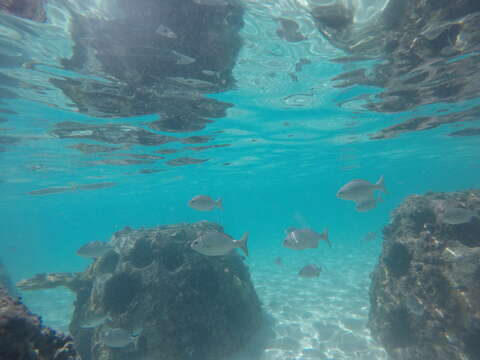 Image of Bermuda chub