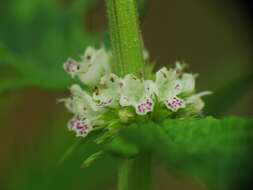 Image of Bugleweed