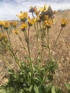 Image of Carey's balsamroot