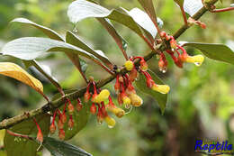 Image of Glossoloma herthae (Mansf.) J. L. Clark