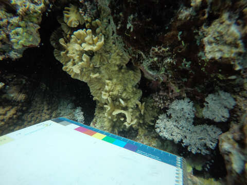 Image of leaf coral