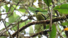 Imagem de Ampelioides Verreaux & J 1867