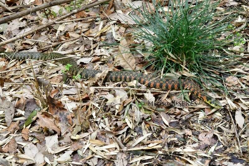 Image of Rhabdophis tigrinus tigrinus (F. Boie 1826)