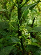 Image of Notopleura aggregata (Standl.) C. M. Taylor