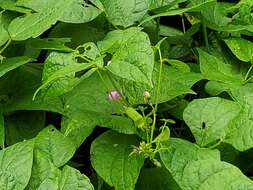 Image of kidney bean