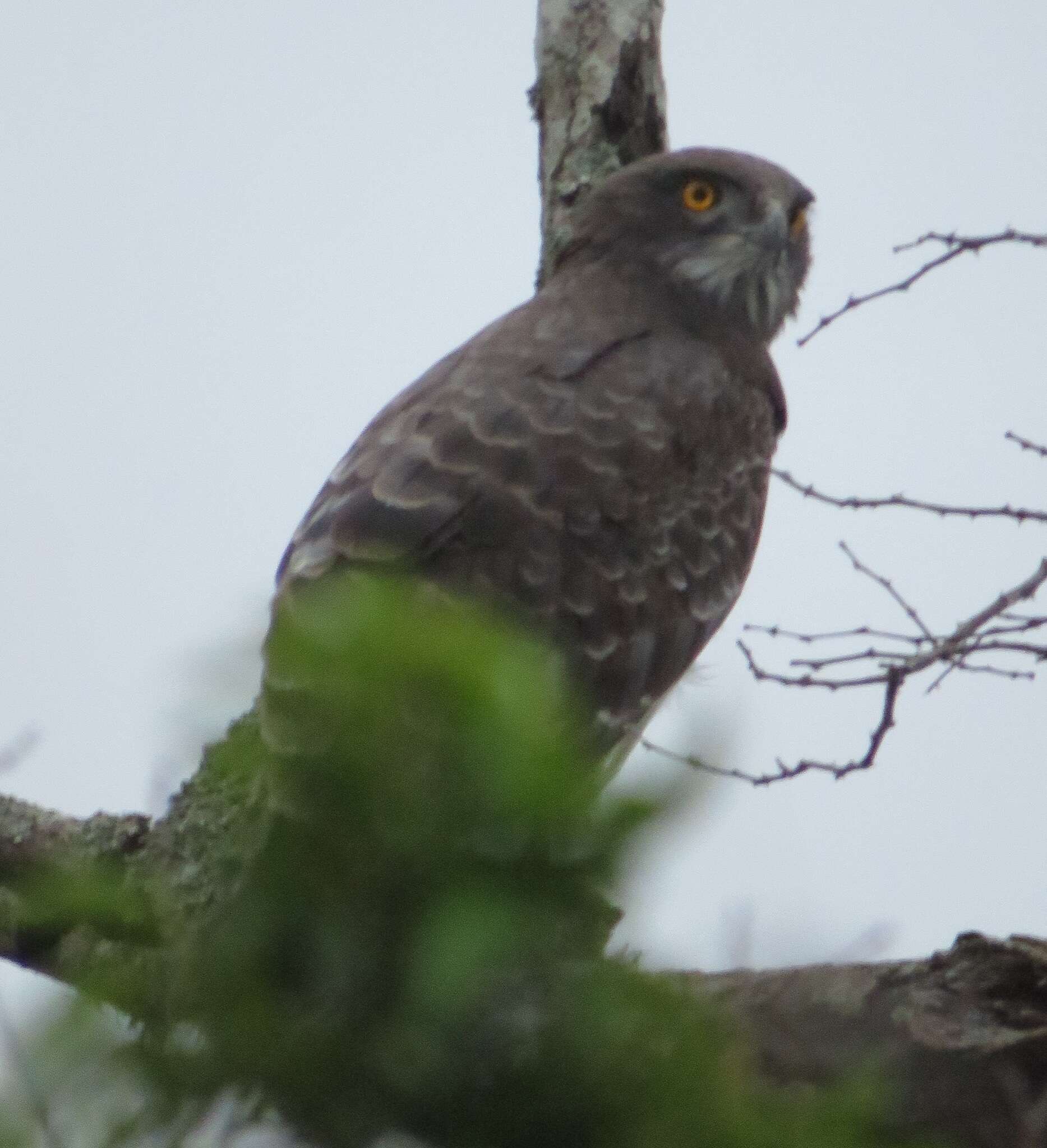 Image of Black-chested Snake Eagle