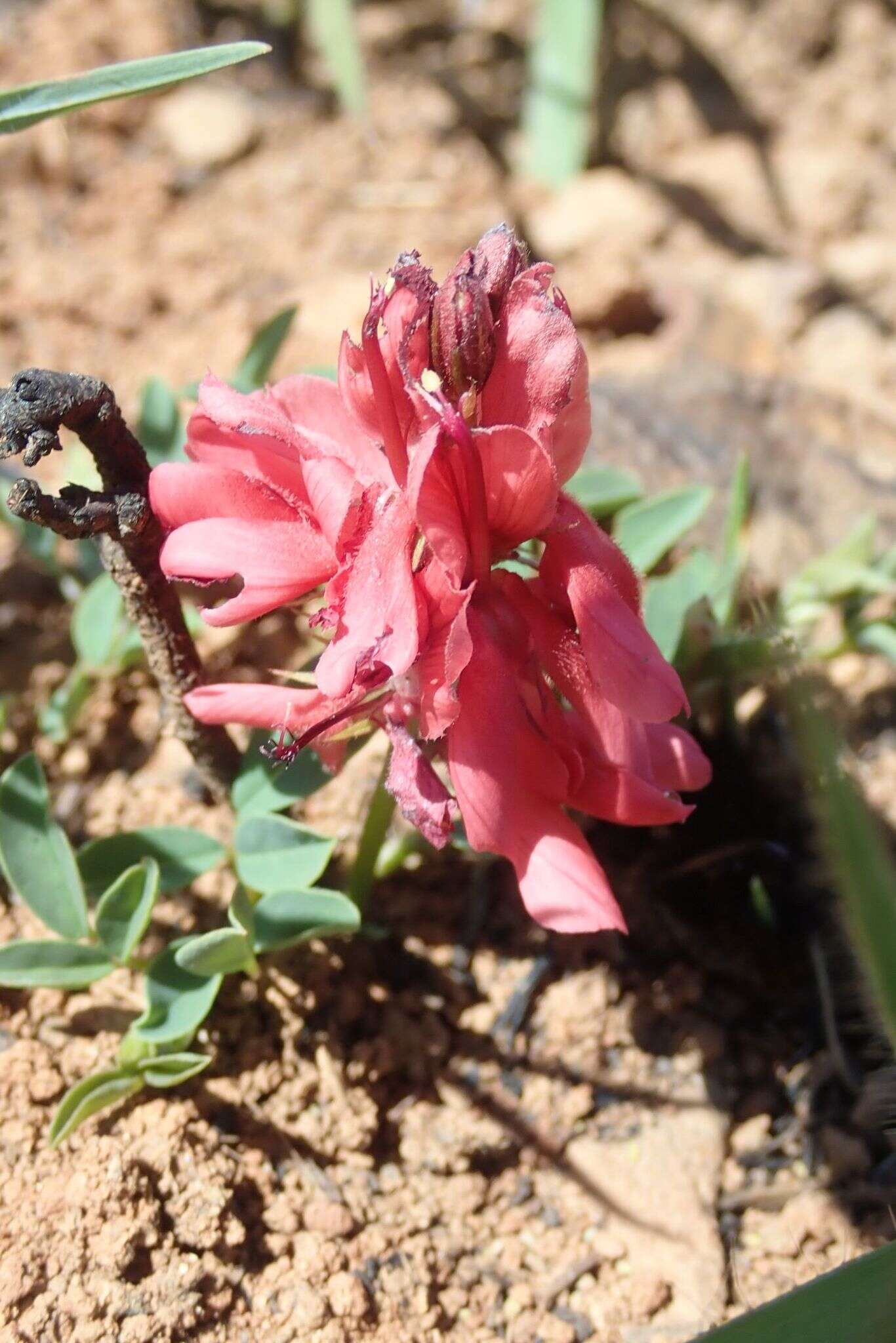 Indigofera sanguinea N. E. Br.的圖片