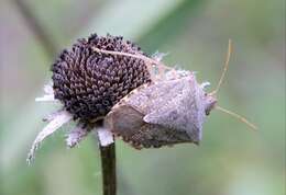 Image of One Spotted Stink Bug