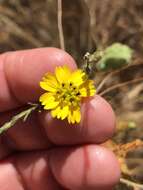 Image of San Diego Moonshine-Daisy