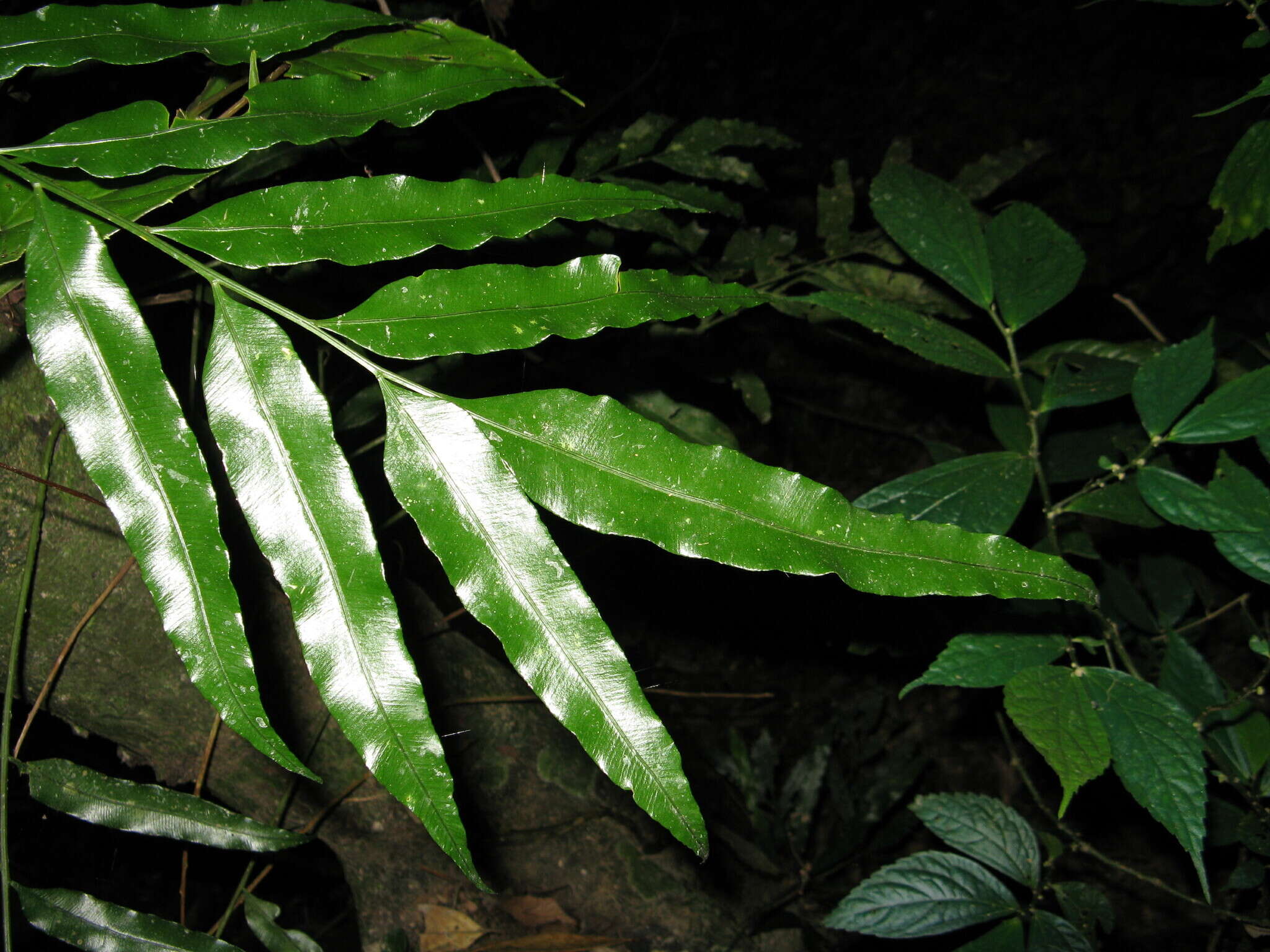 Image of Asplenium formosae Christ