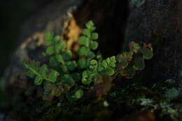 Sivun Asplenium subglandulosum (Hook. & Grev.) Salvo, Prada & T. E. Diaz kuva