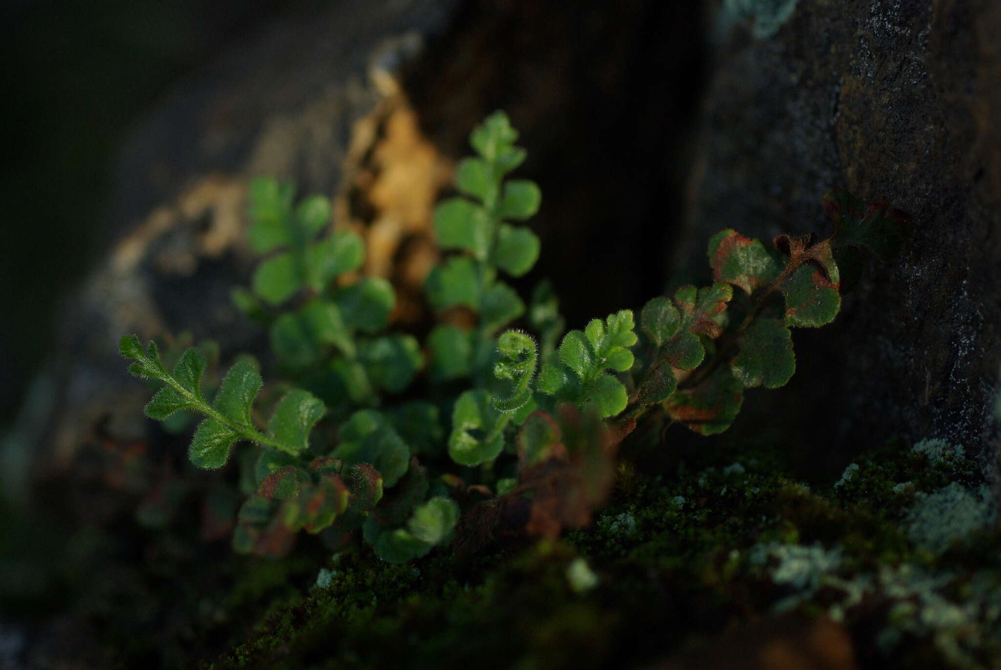 Sivun Asplenium subglandulosum (Hook. & Grev.) Salvo, Prada & T. E. Diaz kuva