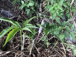 Image of Arisaema thunbergii subsp. autumnale J. C. Wang, J. Murata & H. Ohashi