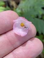 Image of Begonia pedata Liebm.