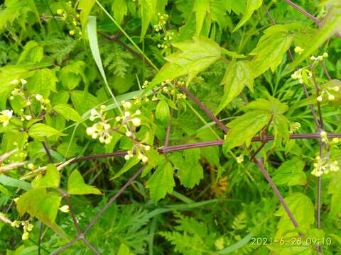 Image of Clematis brevicaudata DC.