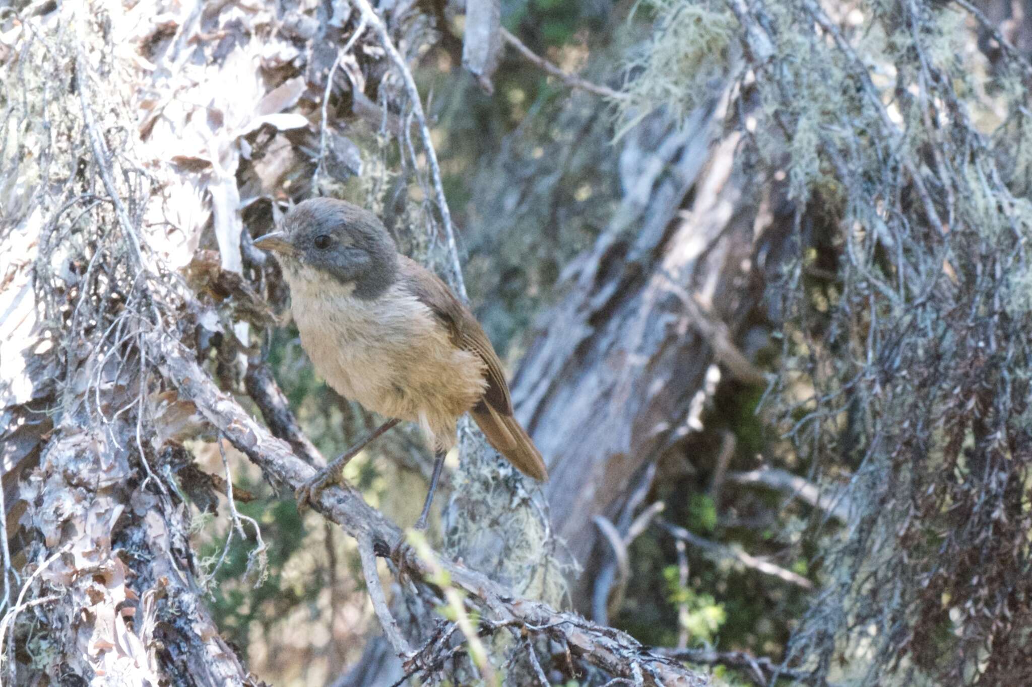 Image of Brown Creeper