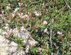 Image of Plocama calabrica (L. fil.) M. Backlund & Thulin