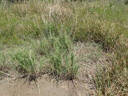 Image of Nealley's Viper Grass