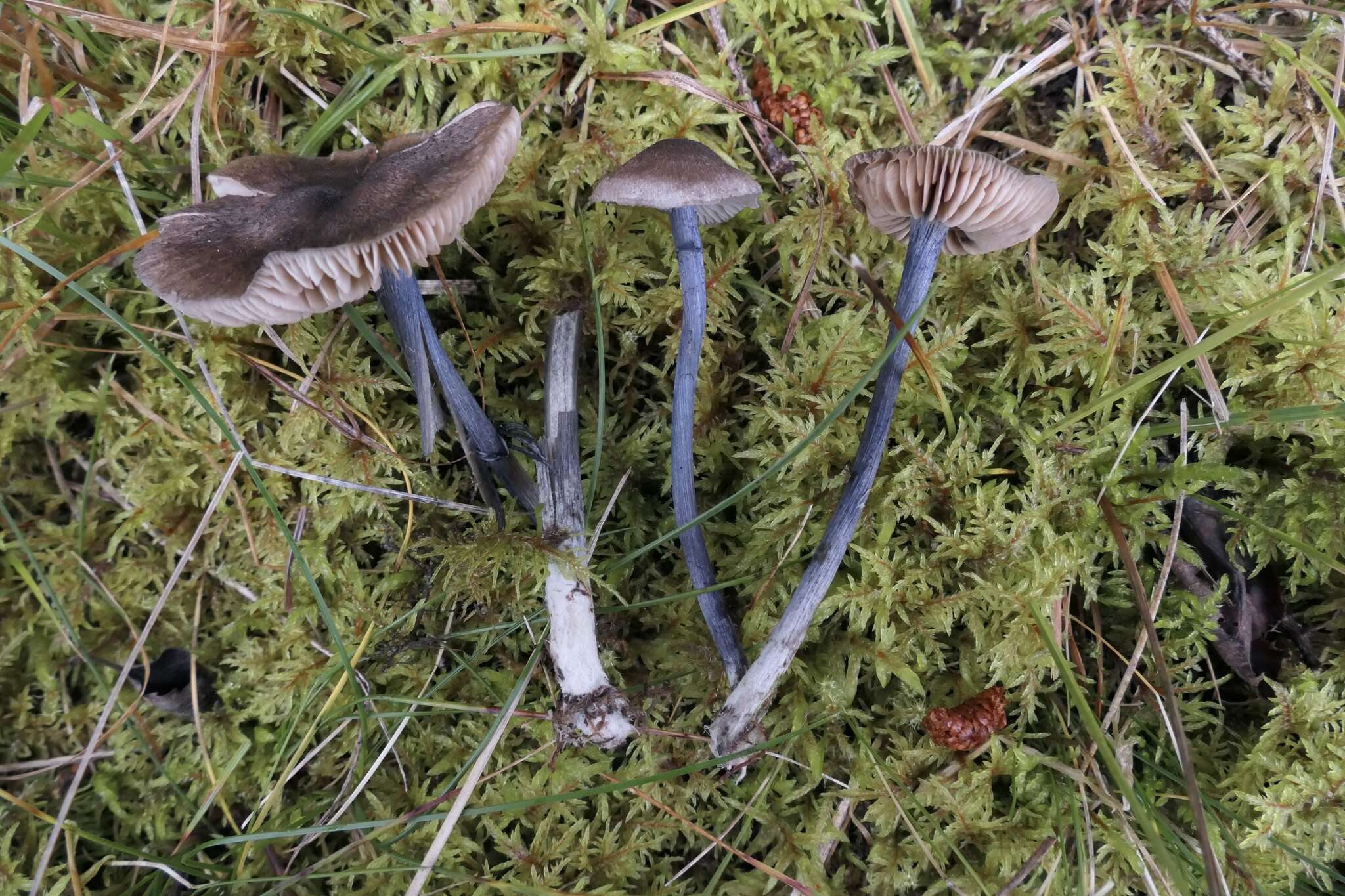 Слика од Entoloma lampropus (Fr.) Hesler 1967