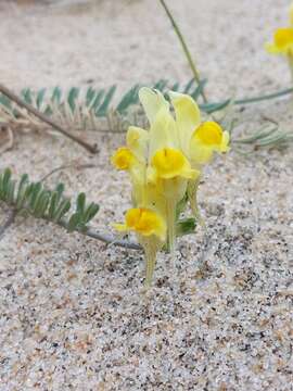 Plancia ëd Linaria polygalifolia Hoffmgg. & Link