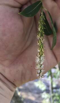 Image of narrowleaf cottonwood