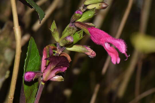 Image of Salvia buchananii Hedge