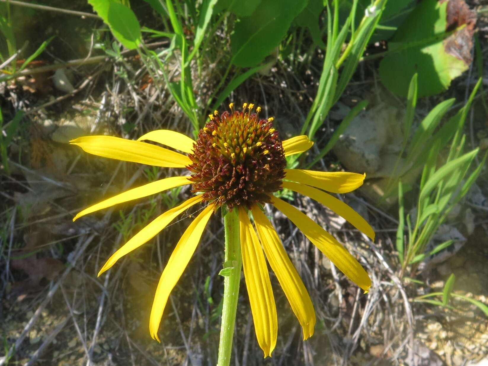 صورة <i>Echinacea <i>paradoxa</i></i> var. paradoxa