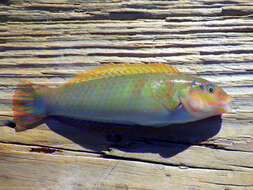 Image of Black-ear wrasse